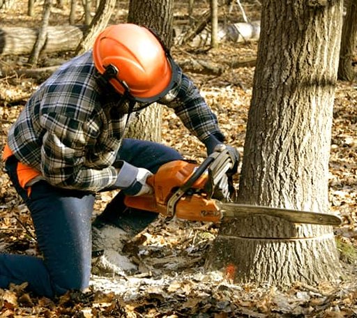 Tree Removal in Greenfield, NH